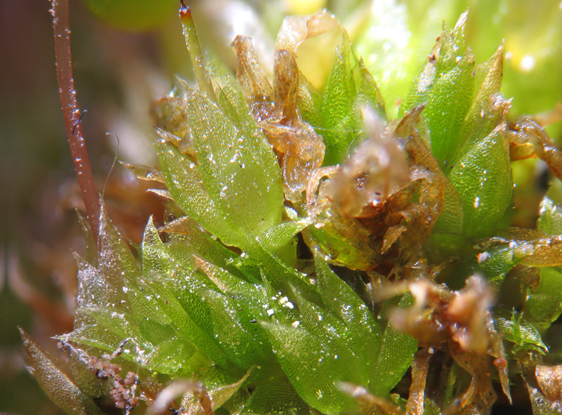 Funaria hygrometrica